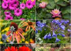The Flowers of Bodnant  Gardens.jpg